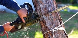 Best Hazardous Tree Removal  in Mount Pleasant, PA