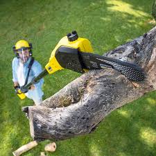 Best Tree and Shrub Care  in Mount Pleasant, PA