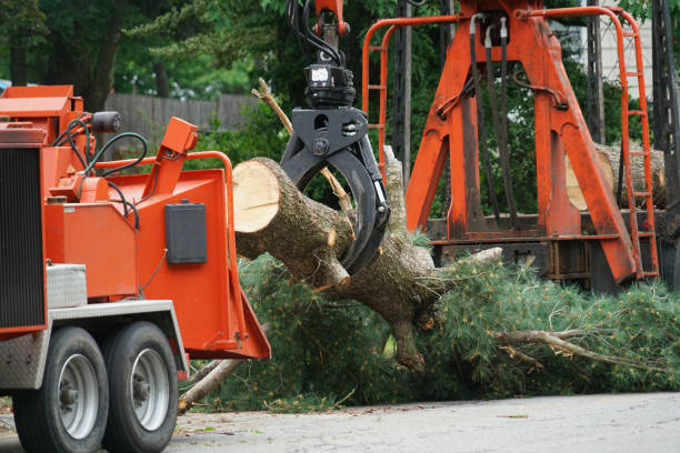 Best Hedge Trimming  in Mount Pleasant, PA