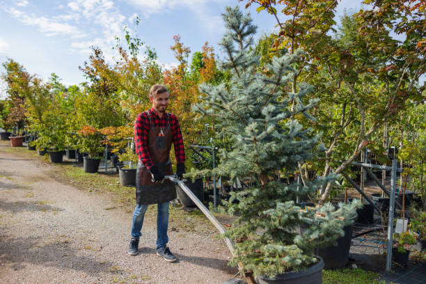 Best Tree Removal  in Mount Pleasant, PA