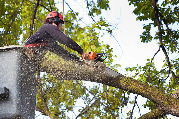 Best Tree Mulching  in Mount Pleasant, PA